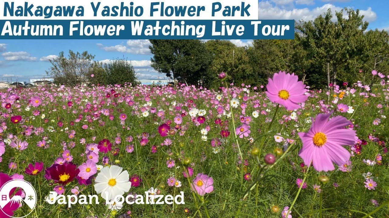 🌸 나카가와 야시오 플라워 파크